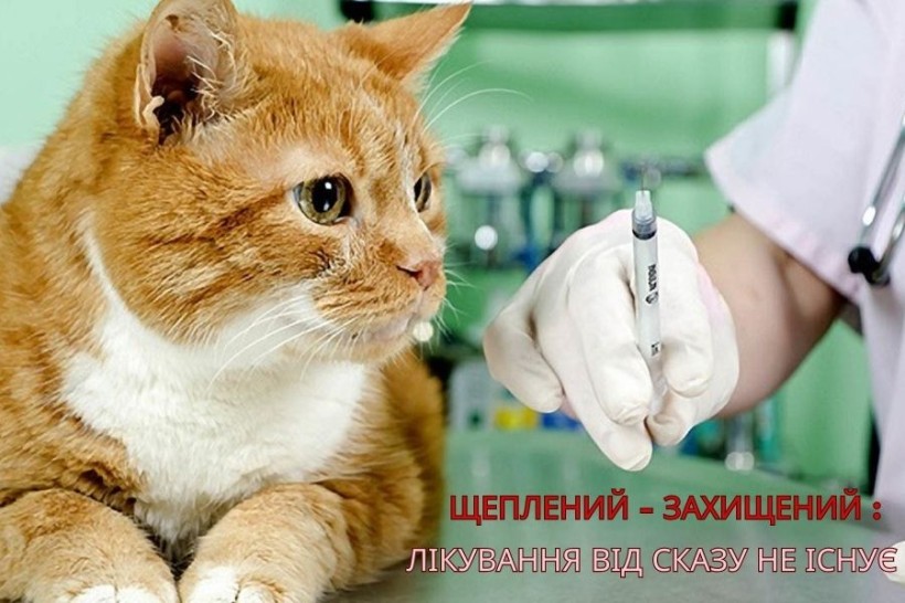 на фото - рудий кіт і рука зі шприцом