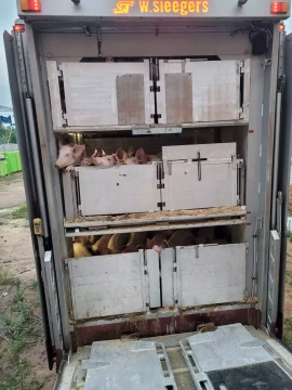 на фото свині у вантажівці