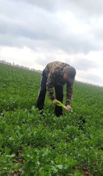 На малюнку чоловік копає на полі із зеленими рослинами