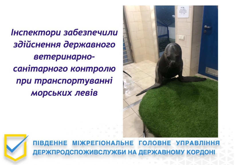 На малюнку зображено морський лев