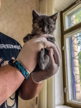 На фотографії зображений один із кумедних маленьких бешкетників, кошенят Мії