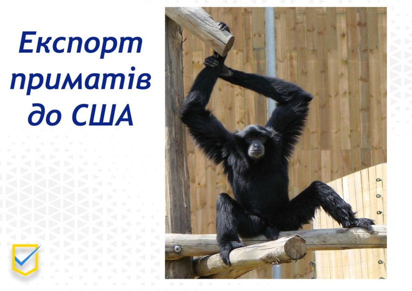 на фото - чорна мавпа