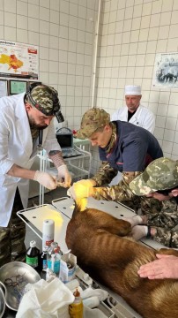 На малюнку зображено як лікар ветеринарної медицини здійснює обстеження тварин