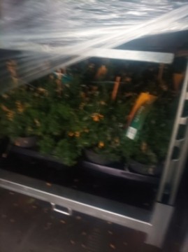 На малюнку зображені саджанці у чорних ящиках під плівкою