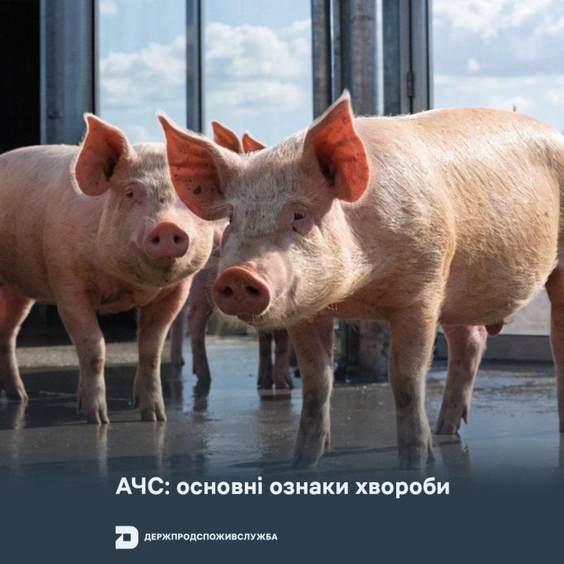 АЧС: основні ознаки хвороби