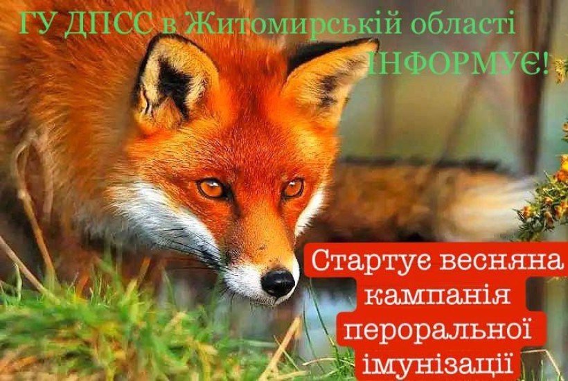 на малюнку - лисиця і текст