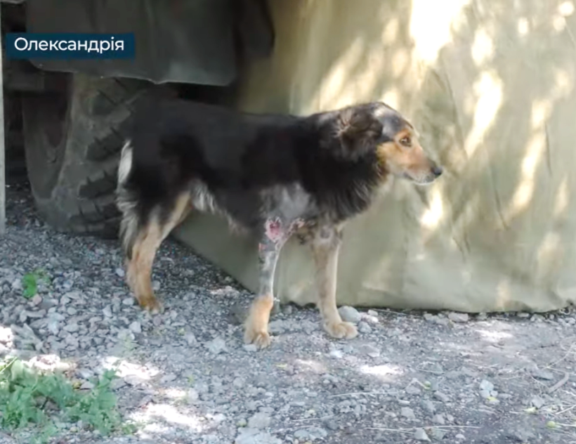 На фотографії зображений песик