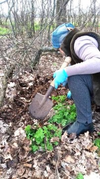 На малюнку жінка розкопує землю під деревом