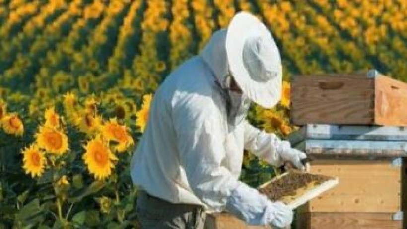 На малюнку зображений пасічник, що збирає мед на фоні жовтих соняшників