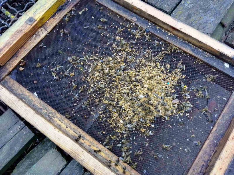 на малюнку зображені мертві бджоли