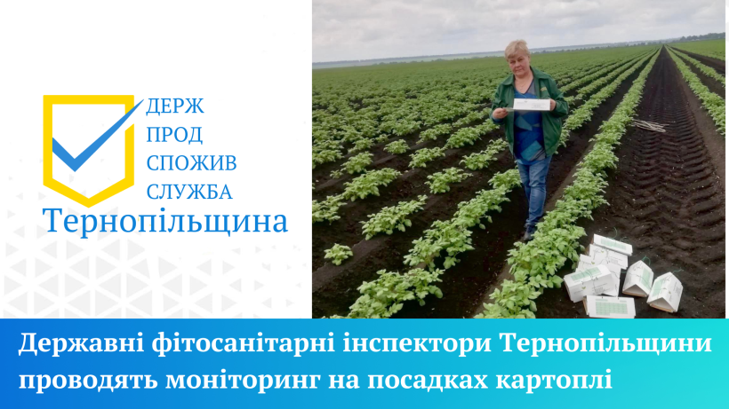 на фото - людина в полі картоплі