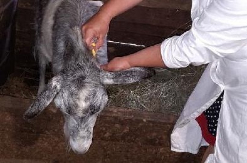 На фотографії зображено як фахівці Держпродспоживслужби в Запорізькій області лікують тварин