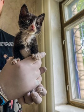 На фотографії зображений один із кумедних маленьких бешкетників, кошенят Мії