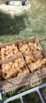 на фото курчата