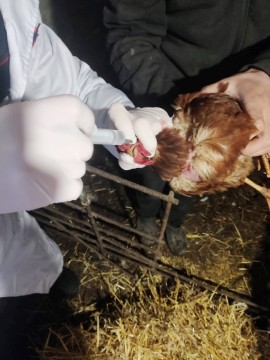 На фото зображено фахівця, що робить щеплення птиці