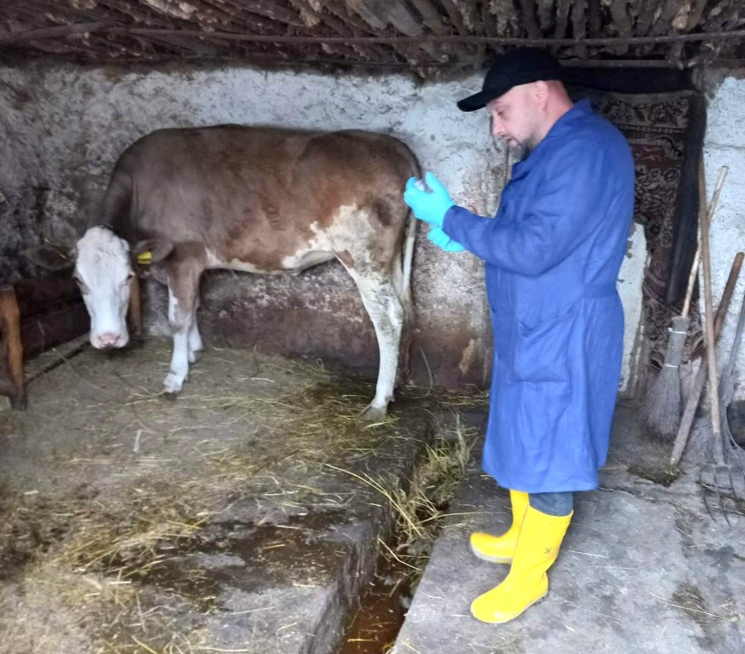 на малюнку - чоловік і теля в хліву