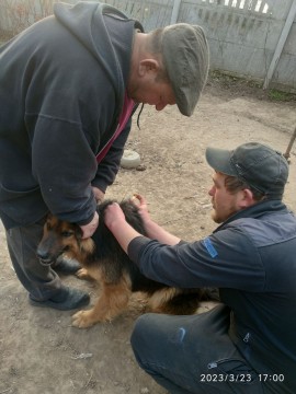 На малюнку зображено 2 чоловіки і собака