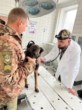На малюнку зображено як лікар ветеринарної медицини здійснює обстеження тварин