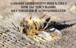 На малюнку зображено бджолу