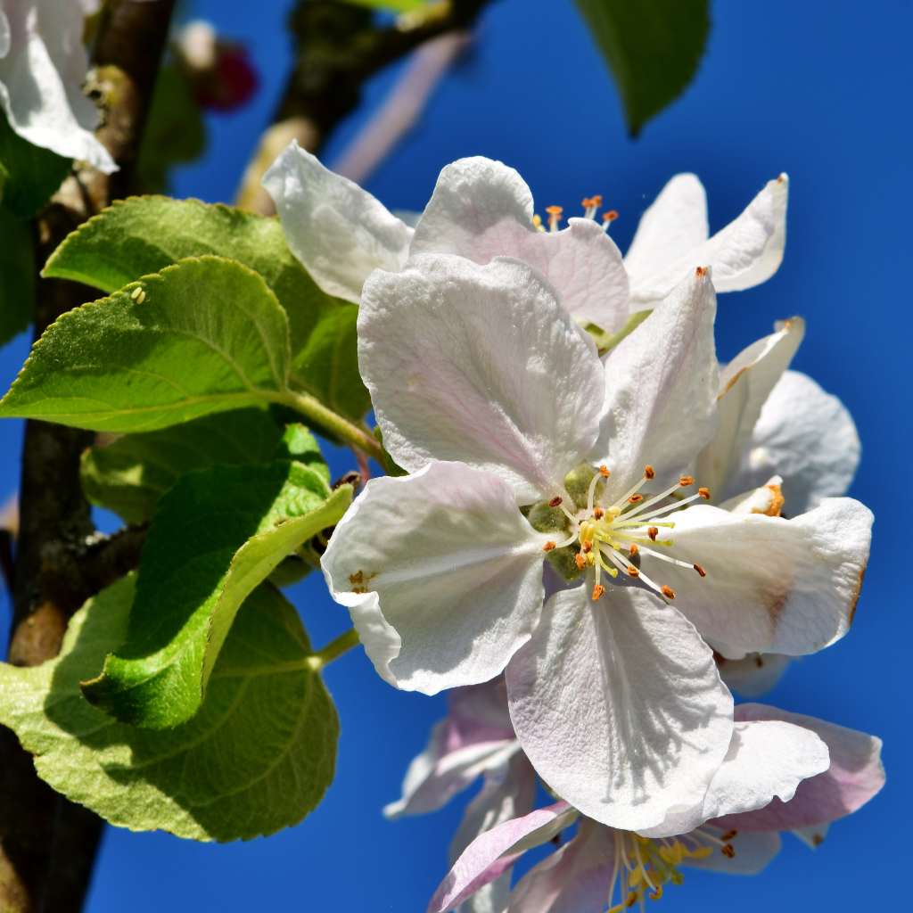 На малюнку зображено цвітіння яблуні на фоні синього неба і текст