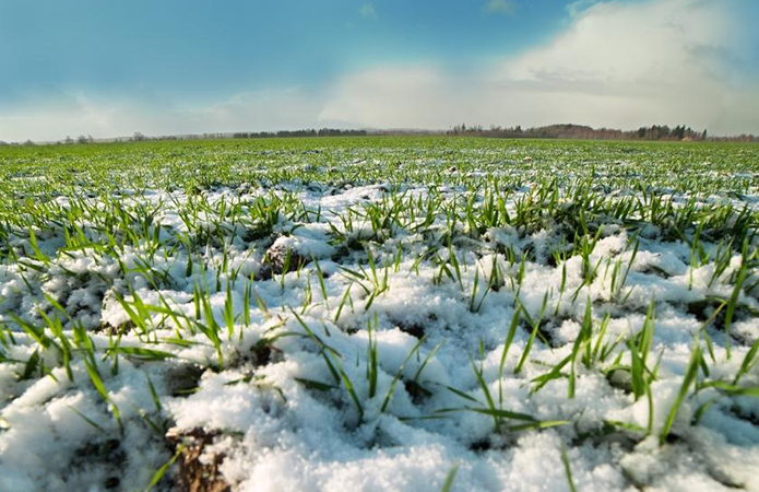 На малюнку зображене зелене поле, вкрите тонким шаром снігу