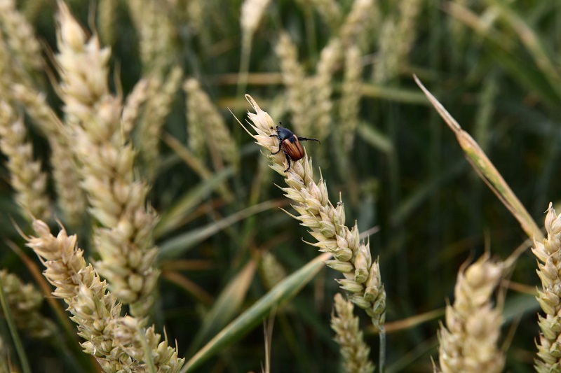 На малюнку зображено поле пшениці