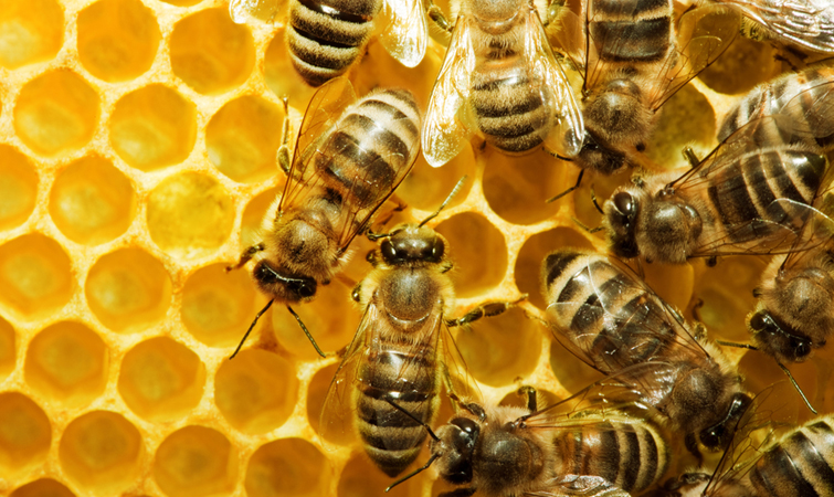 На малюнку зображені бджоли