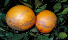 На малюнку - два апельсини, пошкоджені Scirtothrips citri