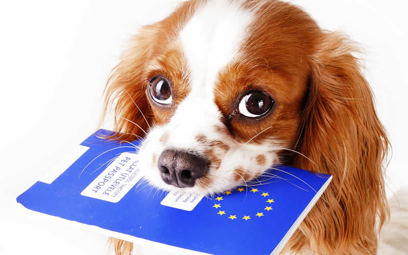 На малюнку песик тримає в зубах паспорт ЄС.