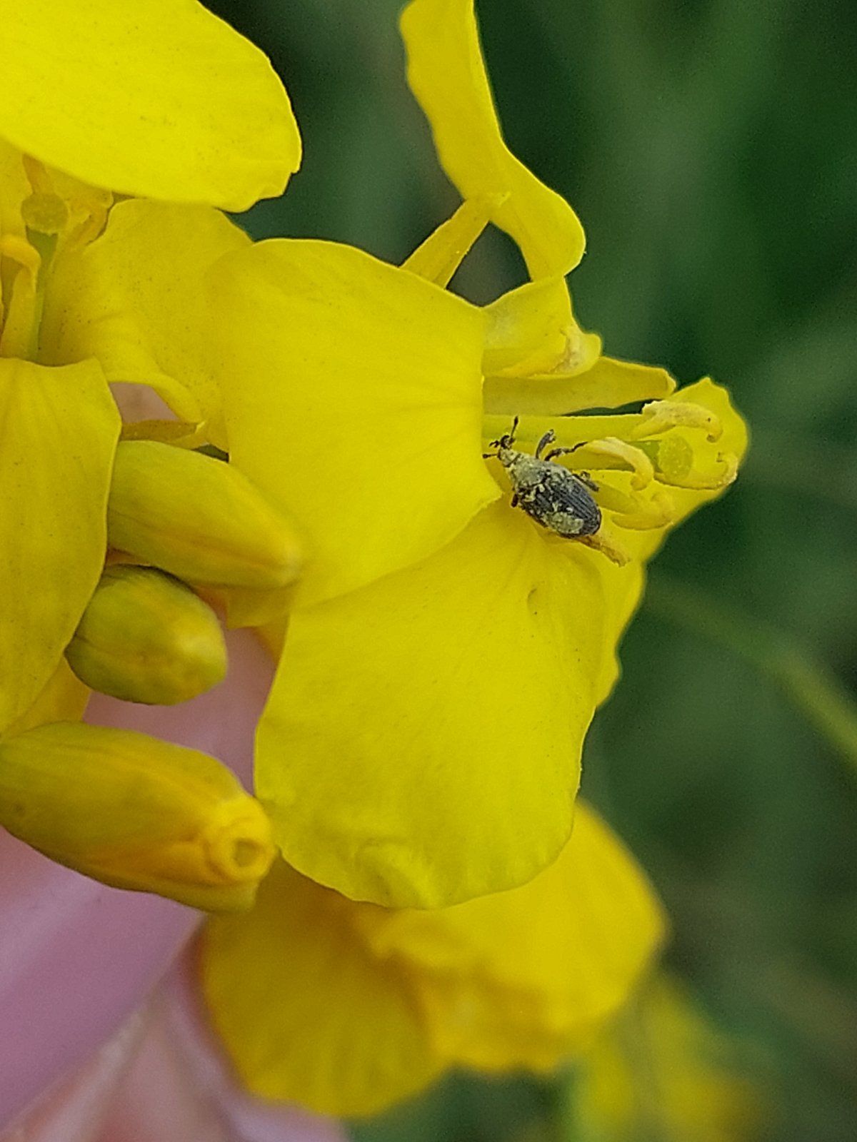 на малюнку - жук на жовтій квітці