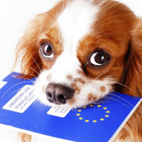 На малюнку зображена собачка із паспортом