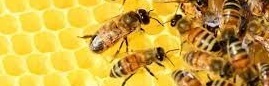 на фото бджоли