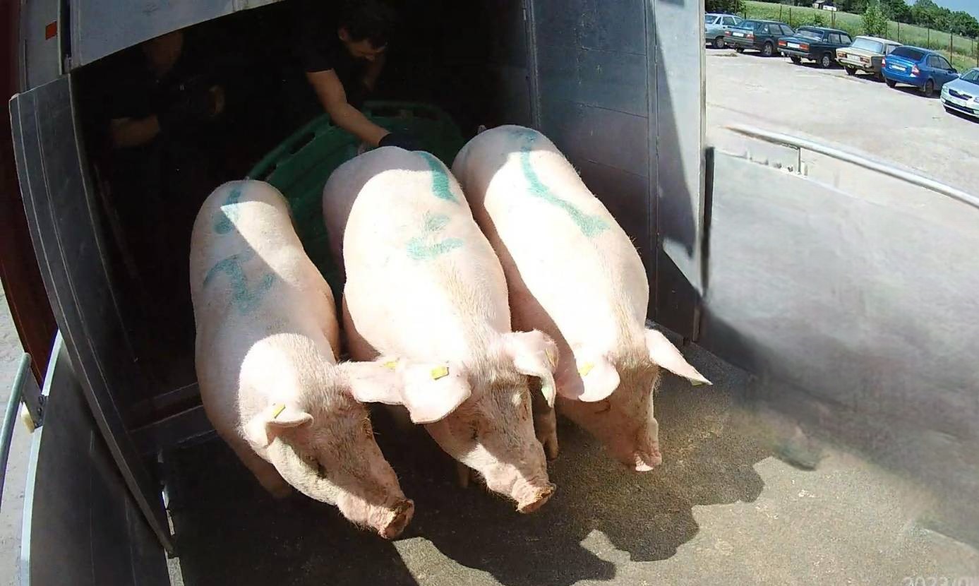 на фото три свиніі