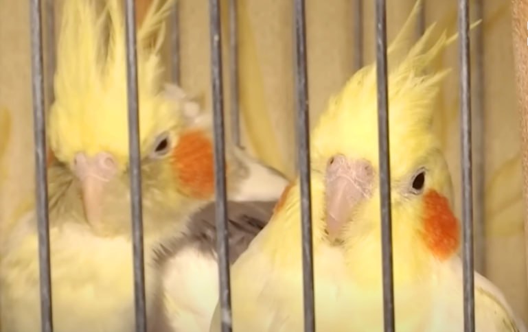 на фото дві папуги в клітці