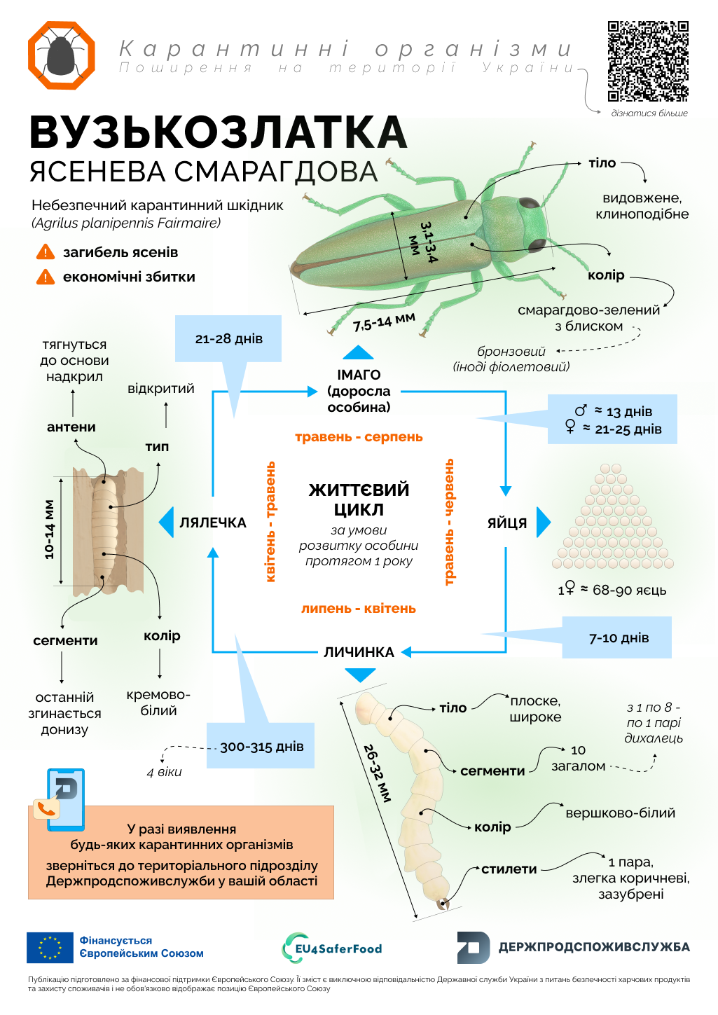 Тиждень обізнаності про вузькозлатку ясеневу смарагдову